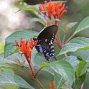 Pipevine Swallowtail Butterfly On Firebush Poster