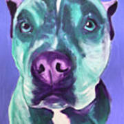 Pit Bull - Aqua Poster