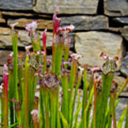 Pitcher Plant Poster