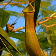 Pitcher Plant Poster