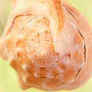 Pitted Murex Seashell Poster