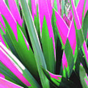 Plant Burst - Pink Poster