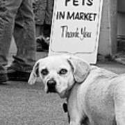Please No Pets In Market Poster