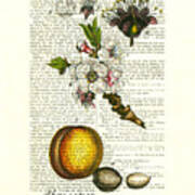 Apricot Tree, Fruit And Blossom Plant Antique Illustration Poster