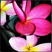 #plumeria #blooms Poster