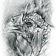 Plymouth Barred Rock Hen In Charcoal Poster