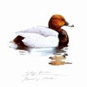 Pochard Poster