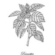 Poinsettia Botanical Drawing Poster