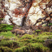 Point Lobos - Eden Poster