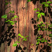 Poison-oak On Incense Cedar Poster