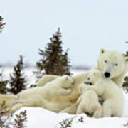 Polar Bear And Nursing Cubs Poster