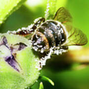 Pollen Bee Poster