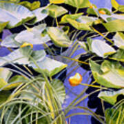 Pond Lilies Poster