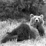 Pondering Life At Banff Black And White Poster