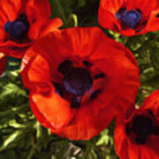 Poppies 1 Poster
