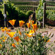 Poppies And Vines Poster