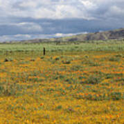 Poppies Field In Antelope Valley Poster