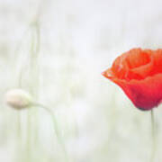 Poppy Flower Floating In The Meadow Poster