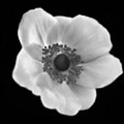Poppy In Black And White Poster