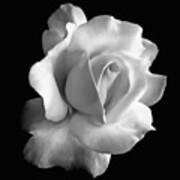 Porcelain Rose Flower Black And White Poster