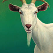 Portrait Of A Goat Poster