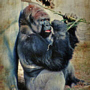 Portrait Of A Gorilla Poster