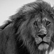 Portrait Of A Lion Poster
