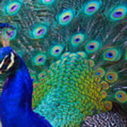 Portrait Of A Peacock Poster