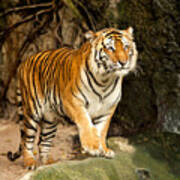 Portrait Of A Royal Bengal Tiger Poster