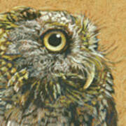 Portrait Of A Screech Owl Poster