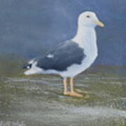 Portrait Of A Seagull Poster