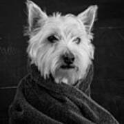 Portrait Of A Westie Dog Poster