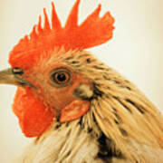 Portrait Of A Wild Rooster Poster