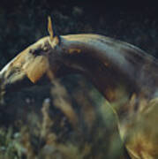 Portrait Of Akhalteke Horse Poster