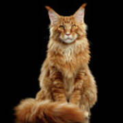 Portrait Of Ginger Maine Coon Cat Isolated On Black Background Poster