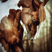 Portrait Of Paint Horse Stallion Poster