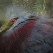 Portrait Of Victoria Crowned Pigeon Poster