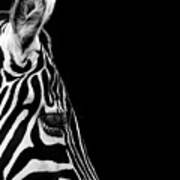 Portrait Of Zebra In Black And White Iv Poster