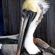 Posing For Pelican Pictures Poster