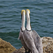 Posing Pelican Pals Poster