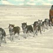 Postal Mail Prize Dog Team In The Arctic 1911 Poster