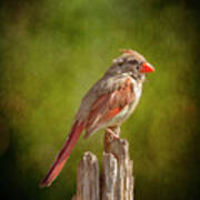 Posted Female Cardinal Sunny Green Poster