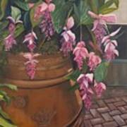 Potted Malaysian Orchid Poster