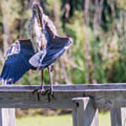 Preening Gret Blue Heron Poster