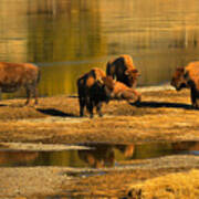 Preparing To Cross The Yellowstone River Poster