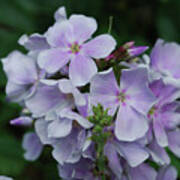 Pretty Cluster Of Blooming Pale Pink Phlox Flowers Poster