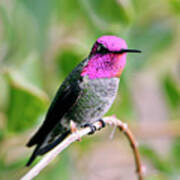 Pretty In Pink Anna's Hummingbird Poster