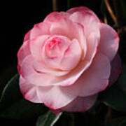 Pretty In Pink Camellia Poster