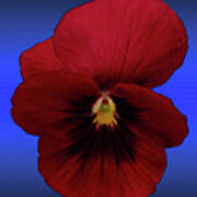 Pretty Pansy Poster