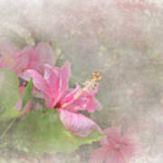 Pretty Pink Hibiscus Poster